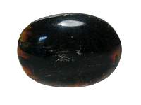 Amber Fossil Palm Stone 2.75 inch