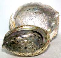 IBABA: Abalone Shell Incense Burner 5-6 inch