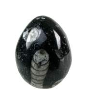 Orthoceras Gemstone Egg 2.5 inch