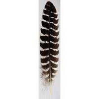 RSBAR: Barred Wing Smudging Feather
